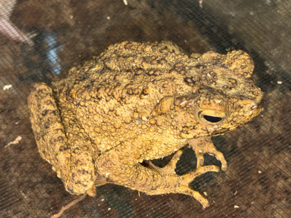 Giant Malaysian river toads - Toads