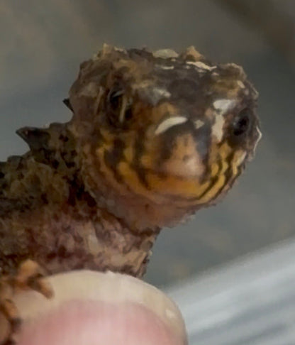 Baby red eye croc skinks - More Skinks