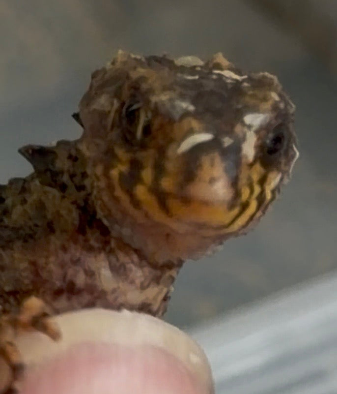 Baby red eye croc skinks - More Skinks
