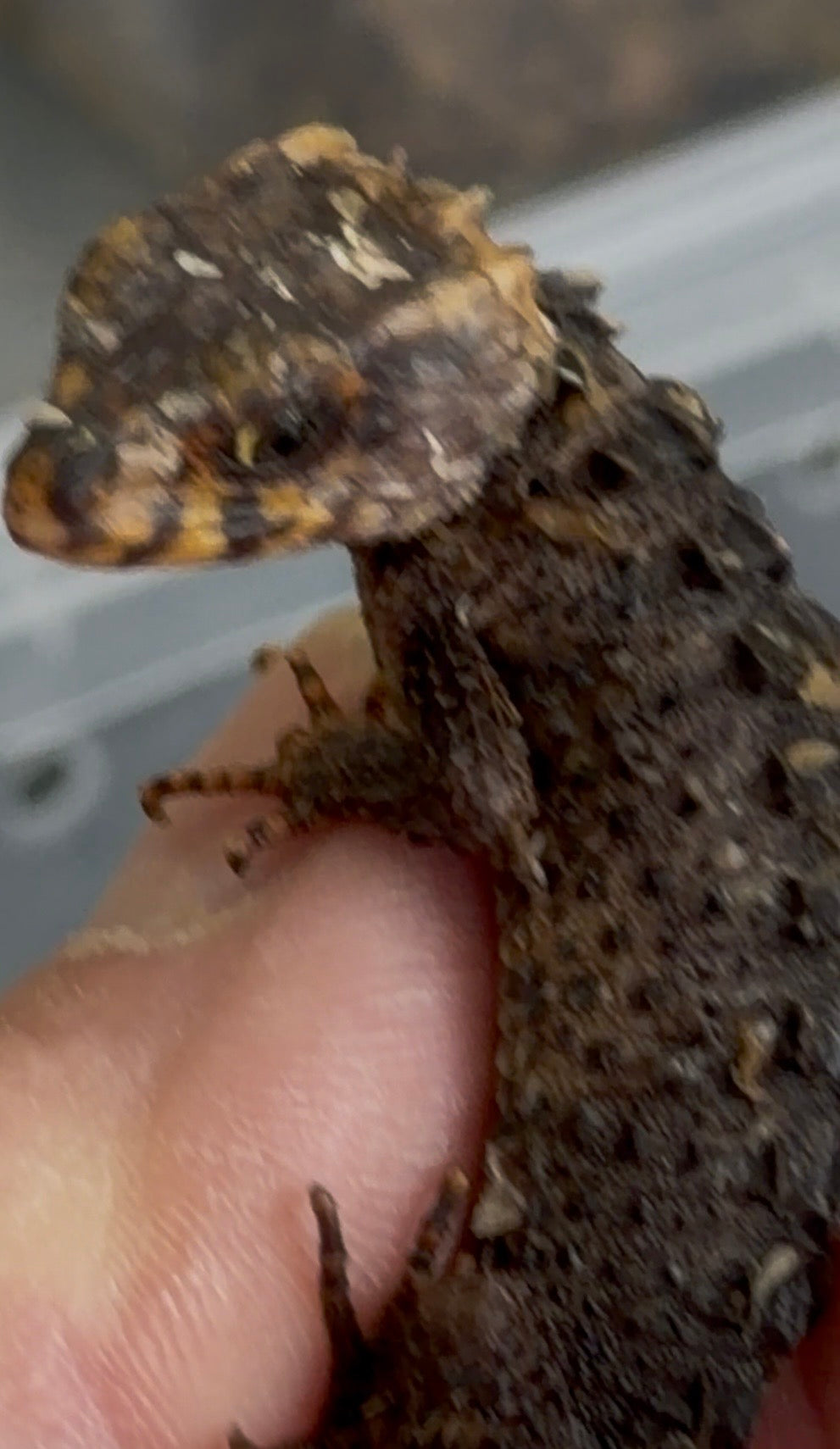 Baby red eye croc skinks - More Skinks