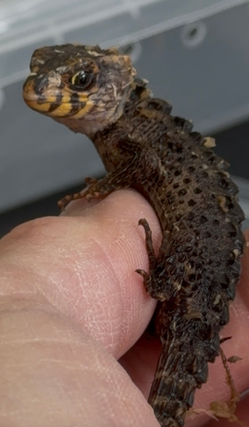 Baby red eye croc skinks - More Skinks