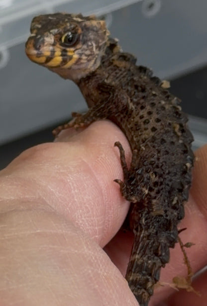 Baby red eye croc skinks - More Skinks