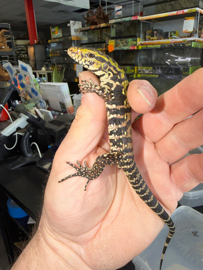 Baby black and white tegus - Argentine Tegus