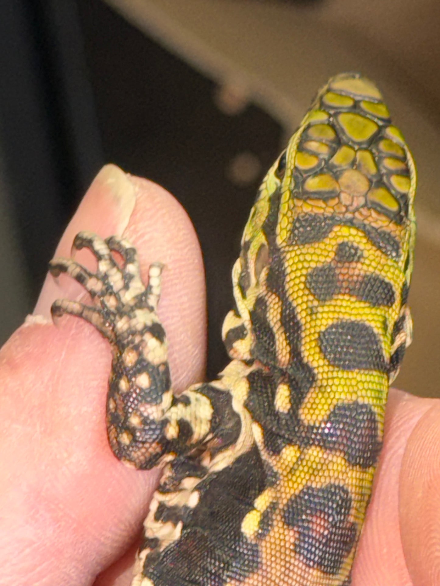 Baby black and white tegus - Argentine Tegus