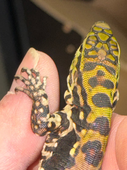 Baby black and white tegus - Argentine Tegus