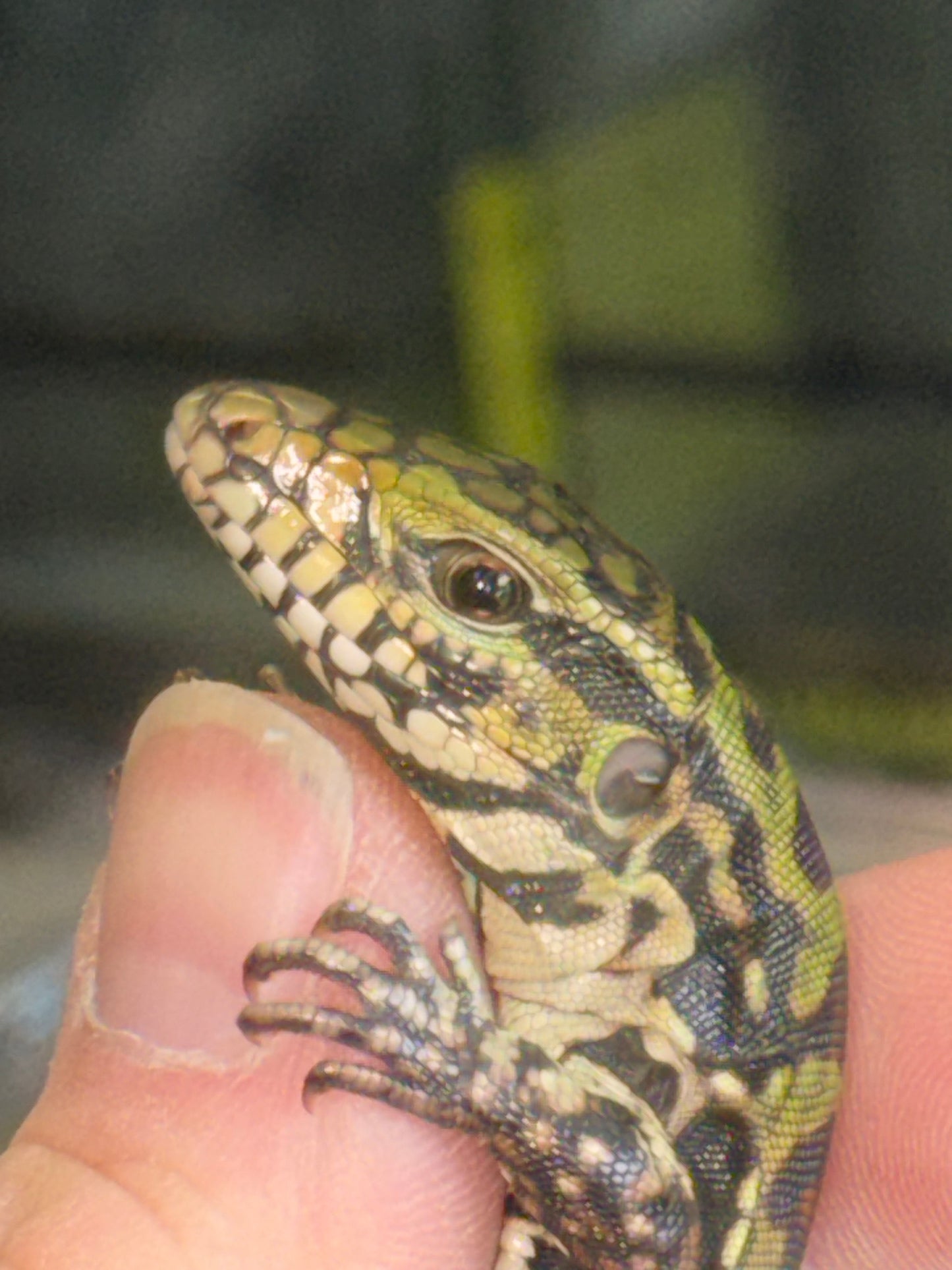 Baby black and white tegus - Argentine Tegus