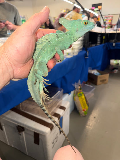 Green basilisk - More Lizards