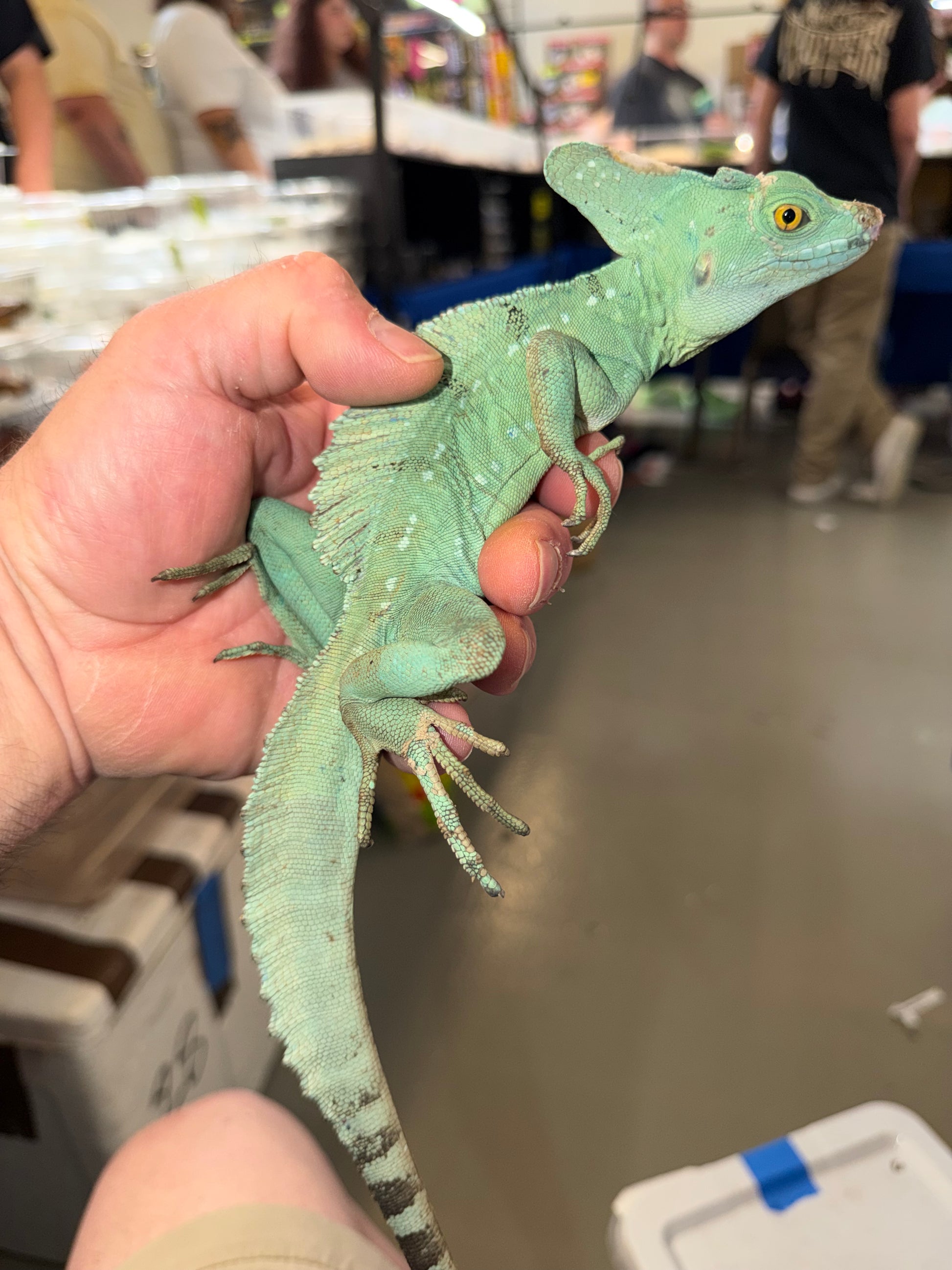 Green basilisk - More Lizards