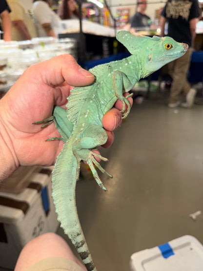 Green basilisk - More Lizards