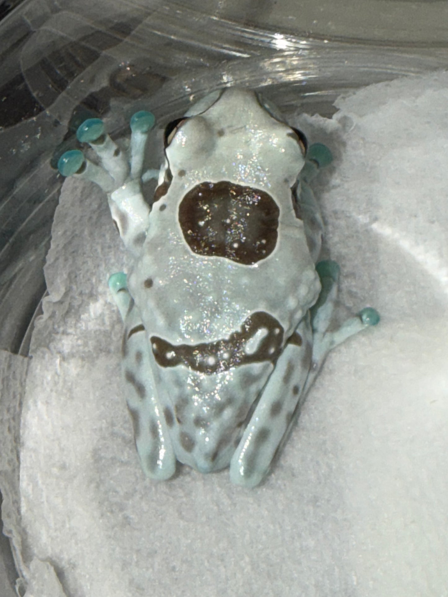Crazy pattern Milk frog - Milk Frogs