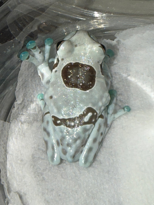 Crazy pattern Milk frog - Milk Frogs