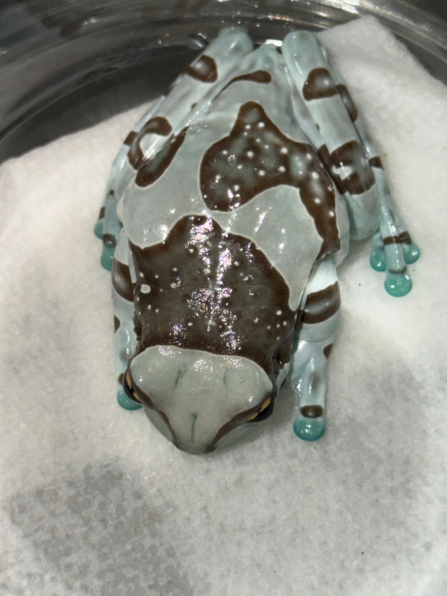 Crazy pattern milk frog 2 - Milk Frogs