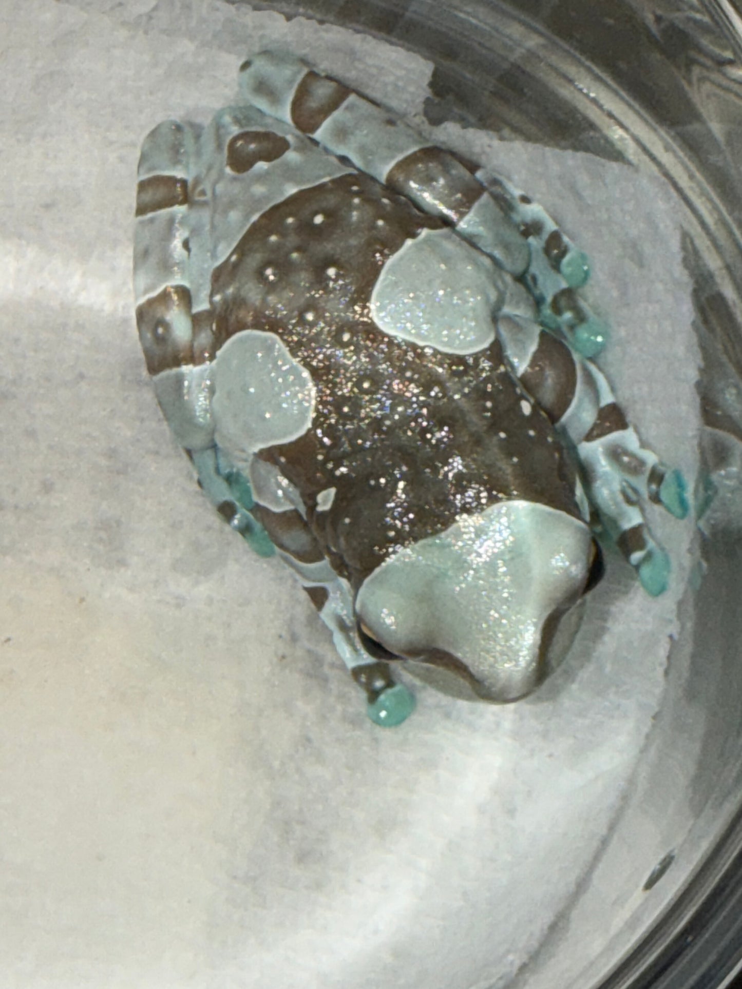 Crazy pattern Milk frog 3 - Milk Frogs