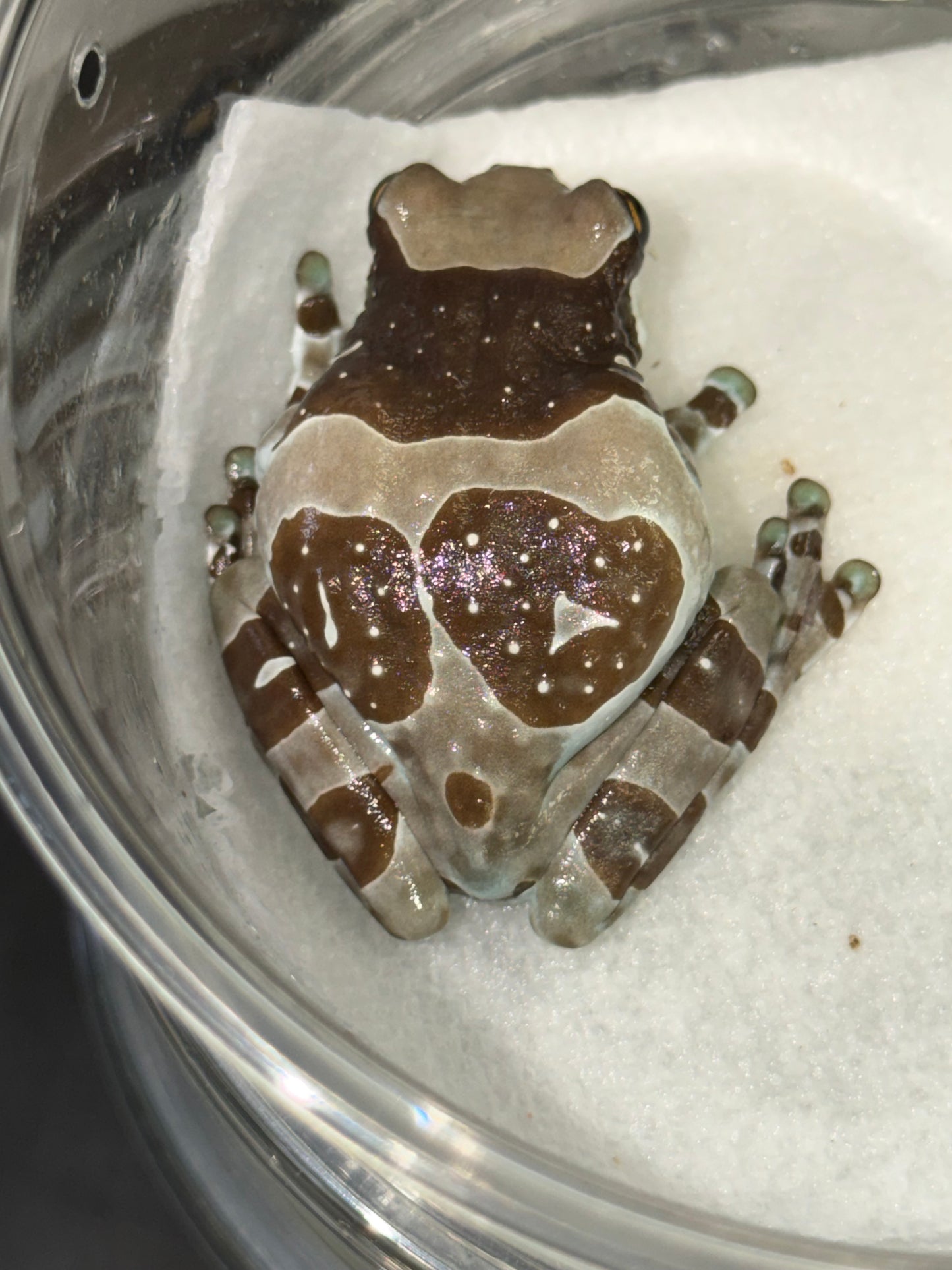 Crazy pattern milk frog 4 - Milk Frogs