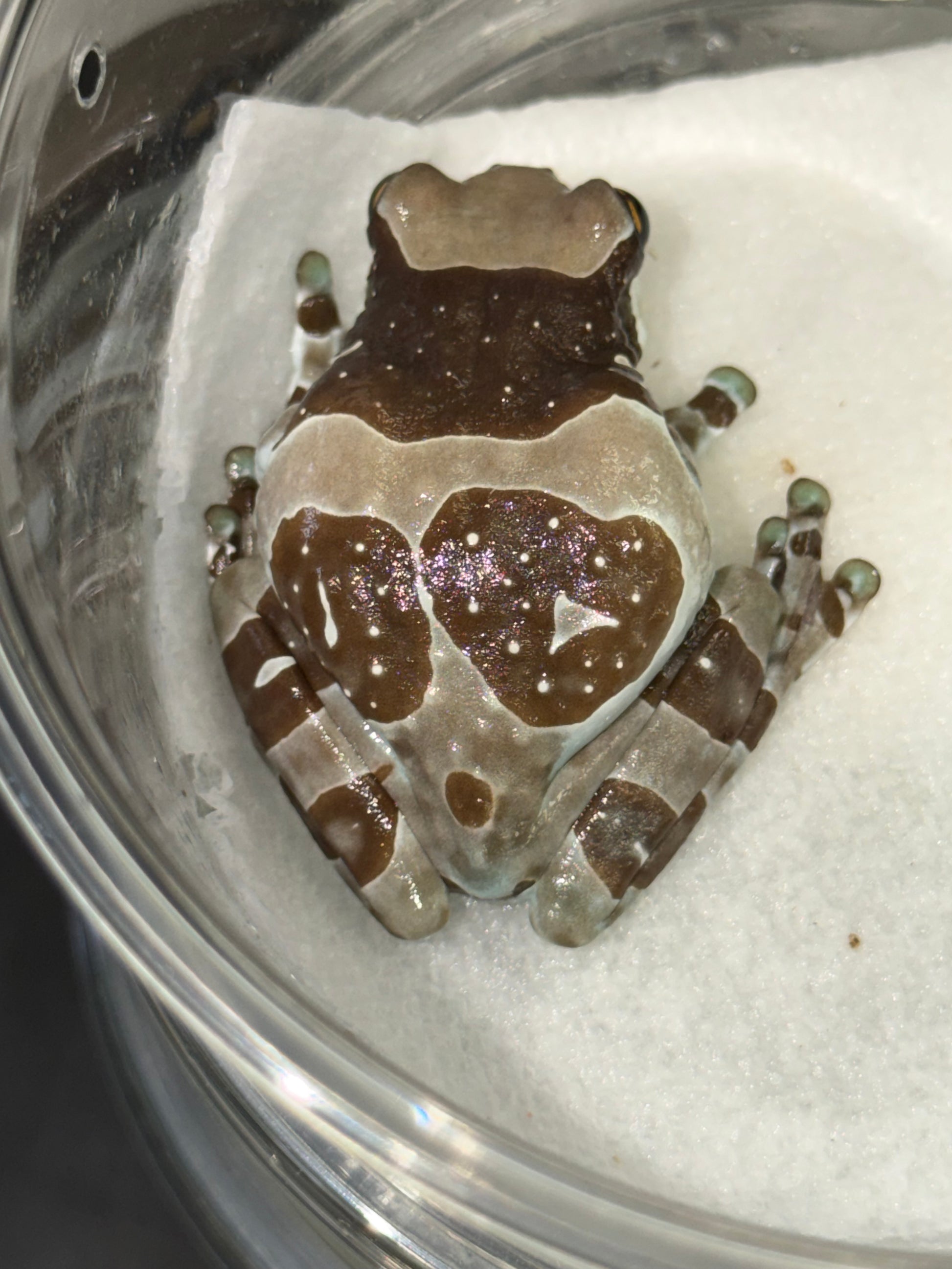 Crazy pattern milk frog 4 - Milk Frogs