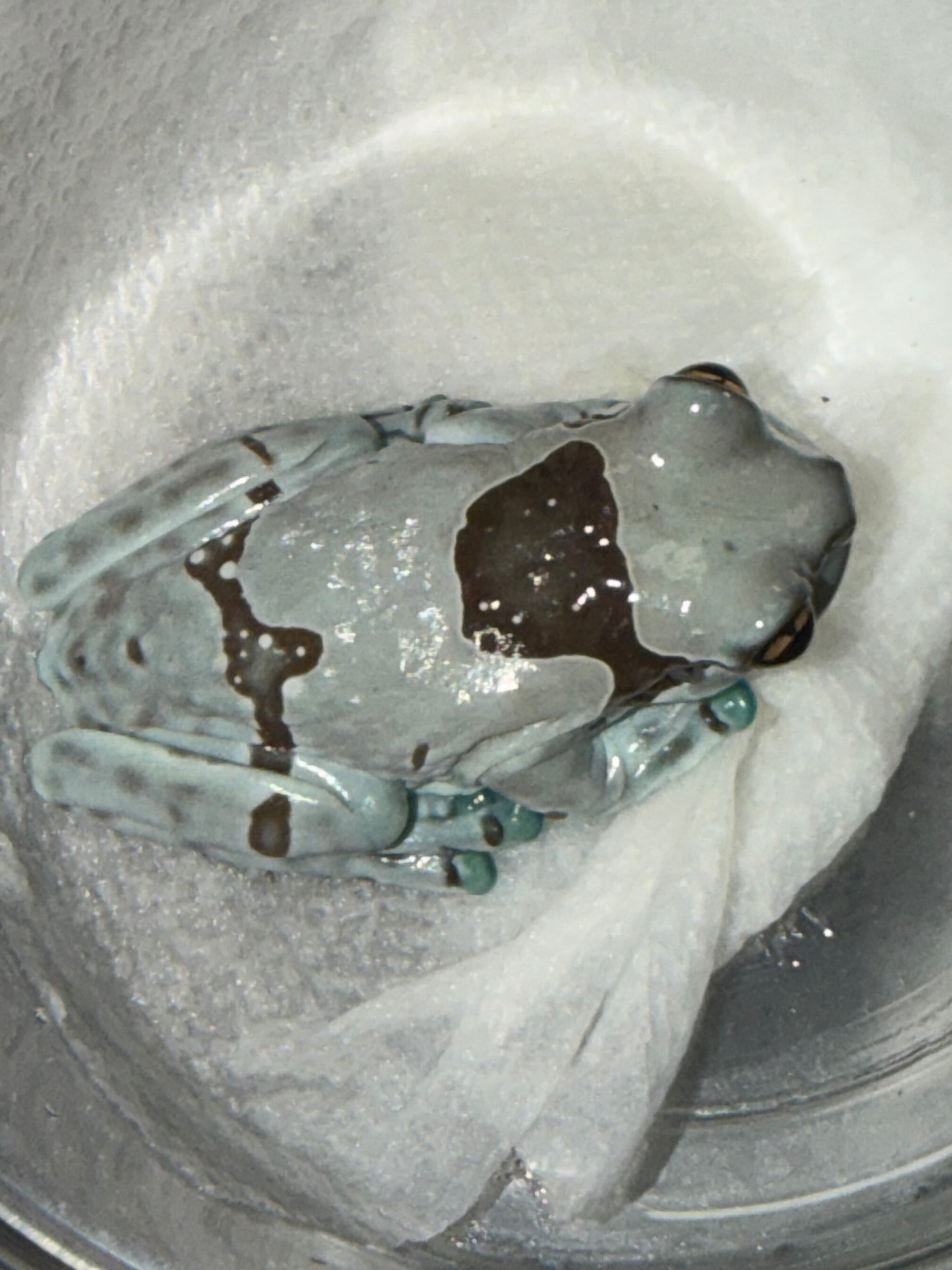 Crazy pattern milk frog 5 - Milk Frogs