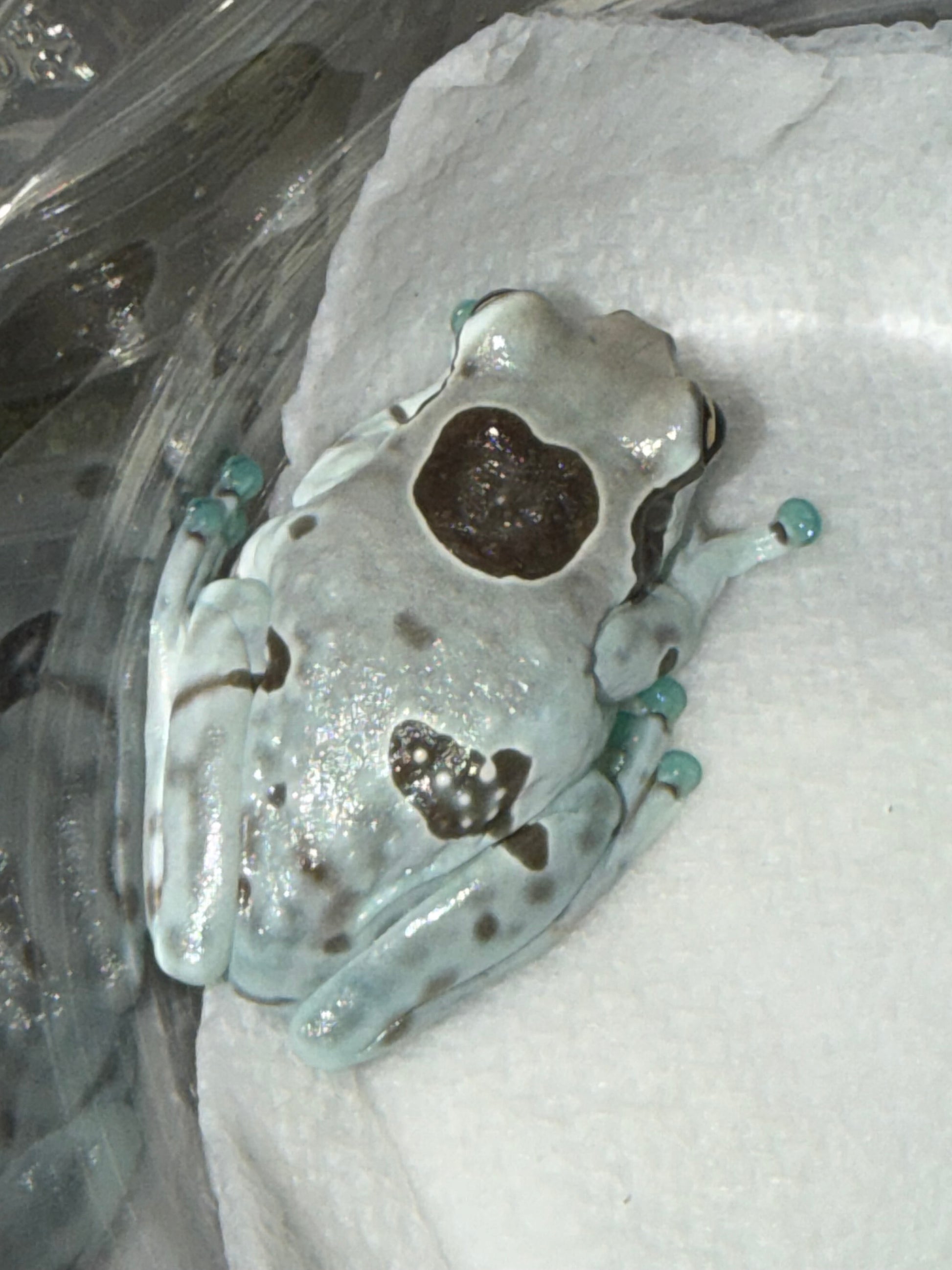 Crazy pattern Milk frog 6 - Milk Frogs