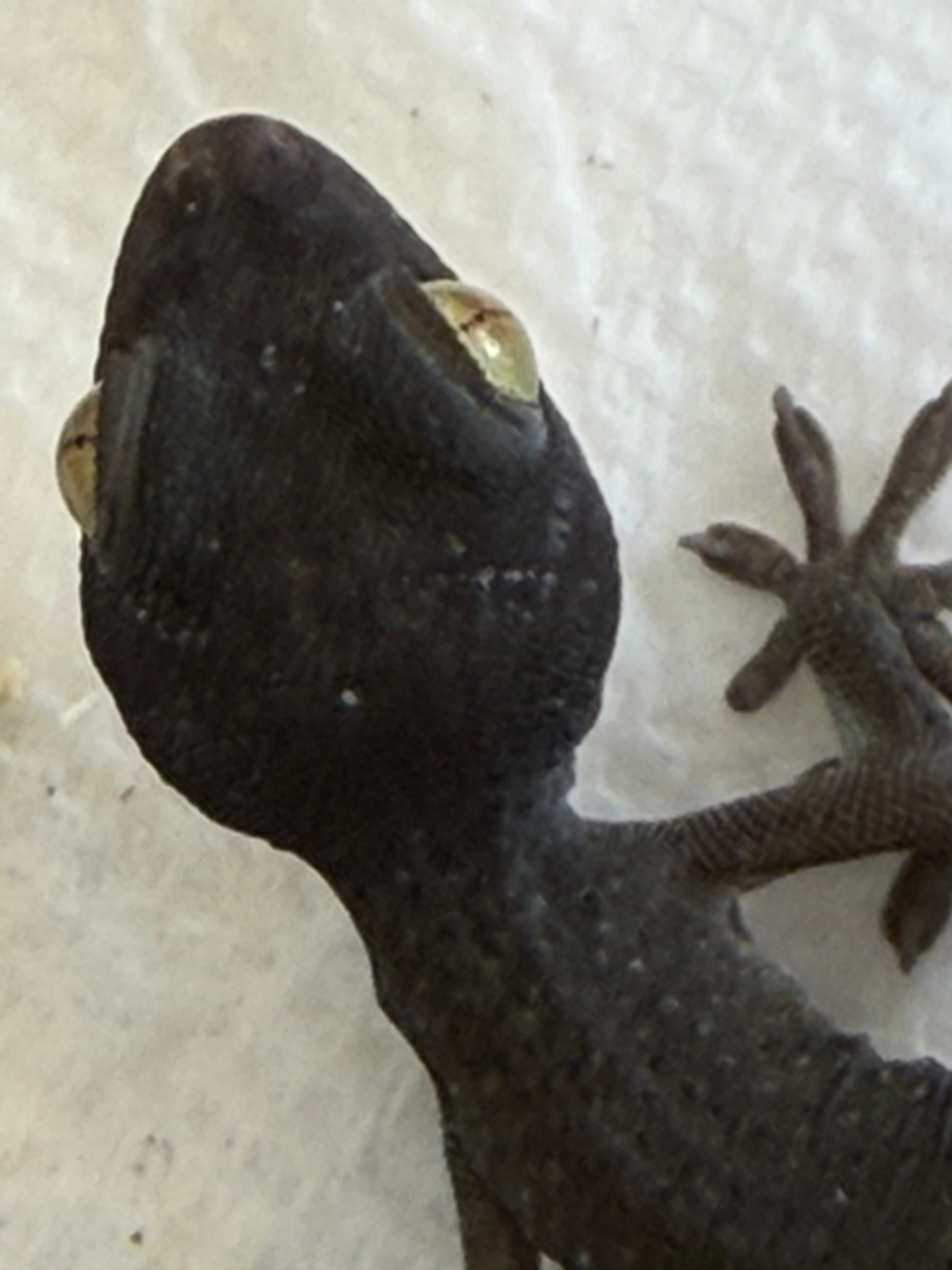CB USA patternless tokays - Tokay Geckos