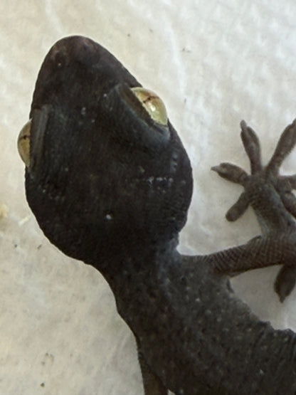 CB USA patternless tokays - Tokay Geckos