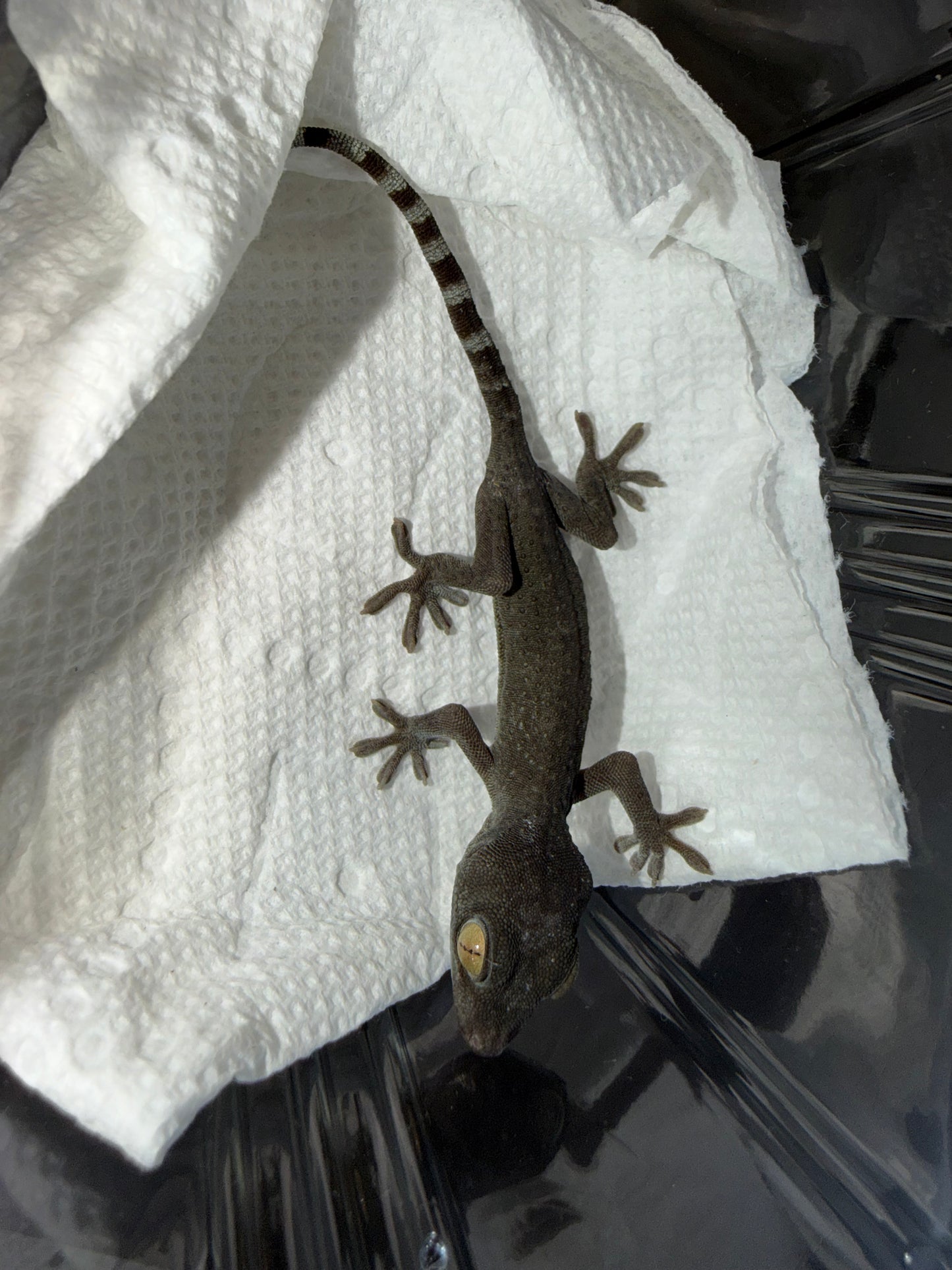 CB USA patternless tokays - Tokay Geckos