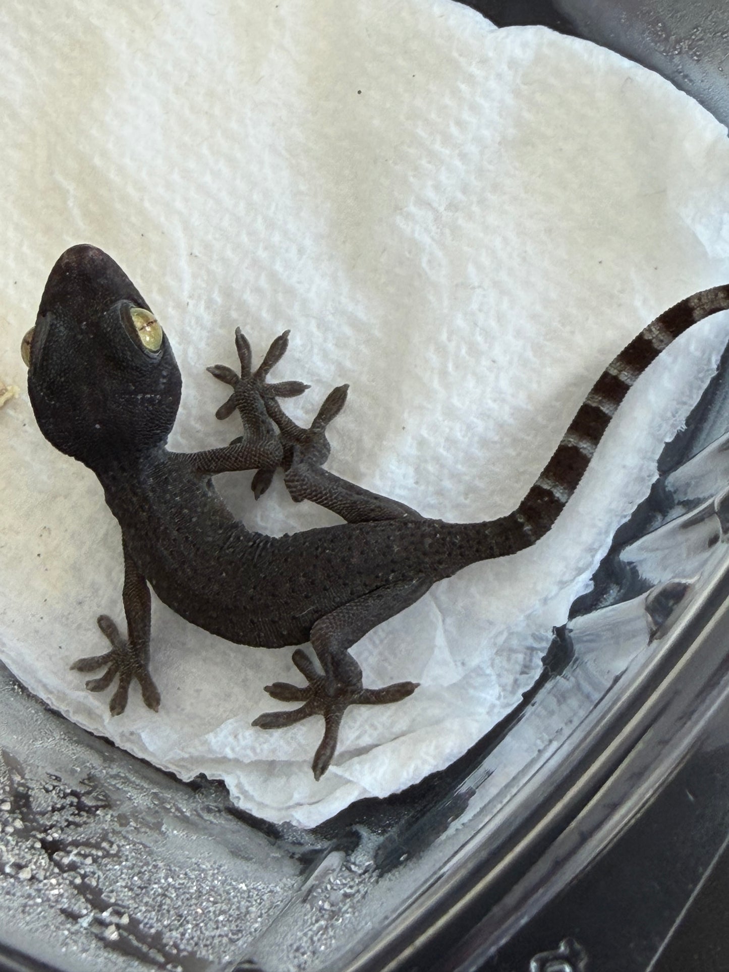 CB USA patternless tokays - Tokay Geckos