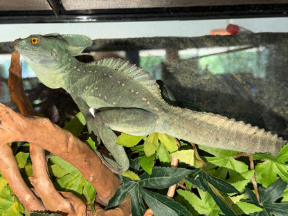 CB green basilisks - More Lizards