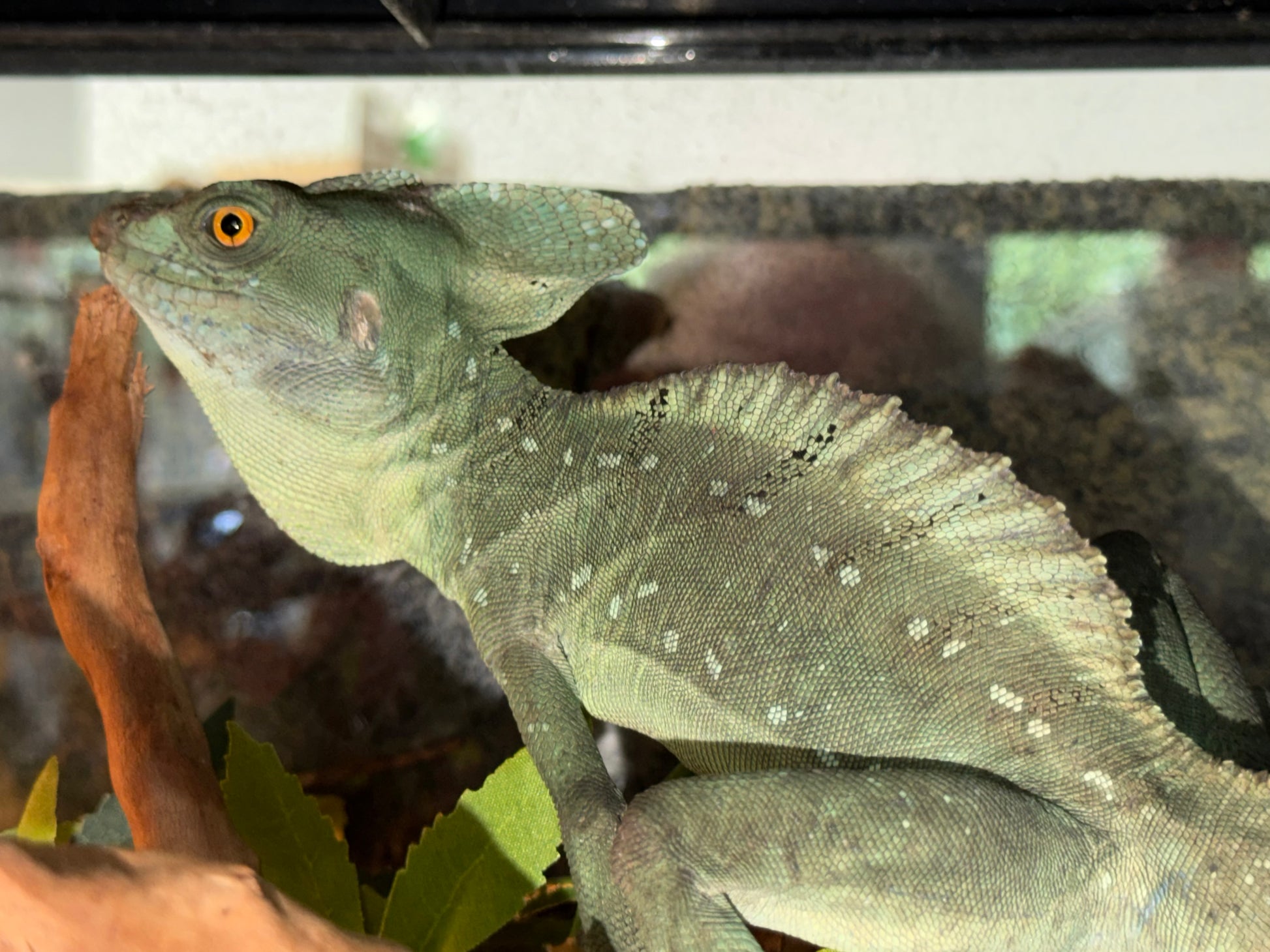 CB green basilisks - More Lizards