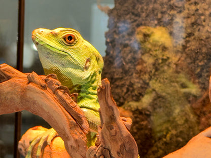 CB green basilisks - More Lizards