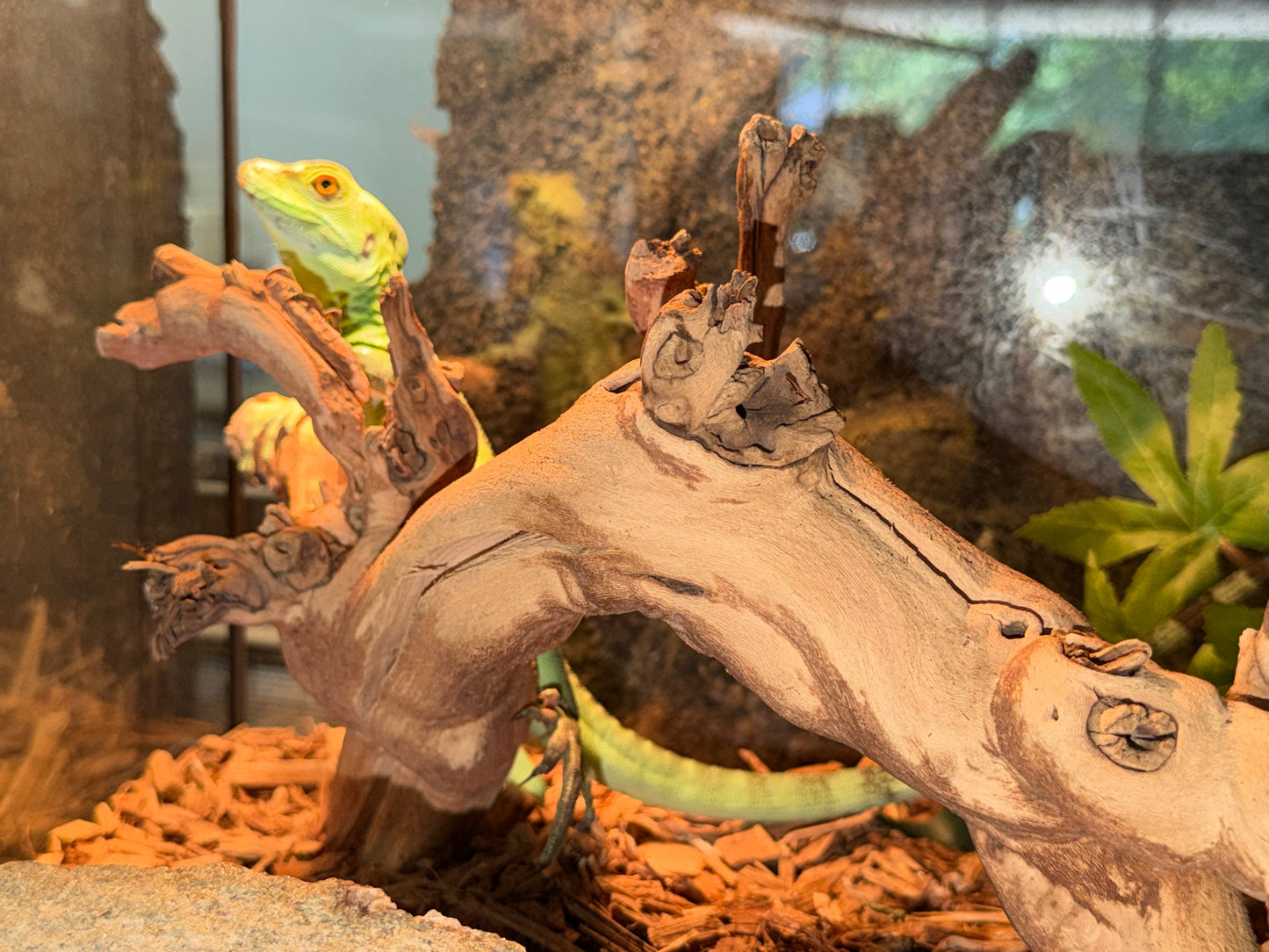CB green basilisks - More Lizards