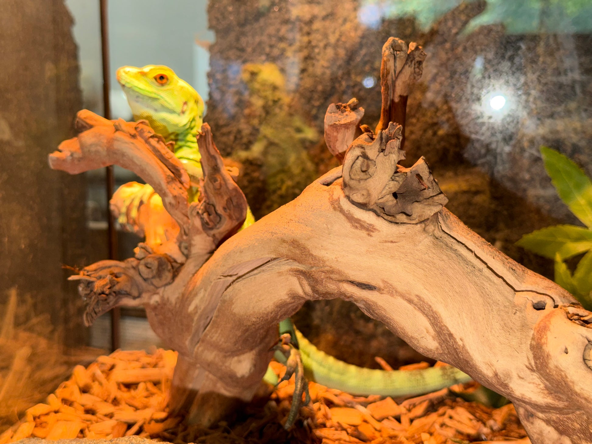 CB green basilisks - More Lizards