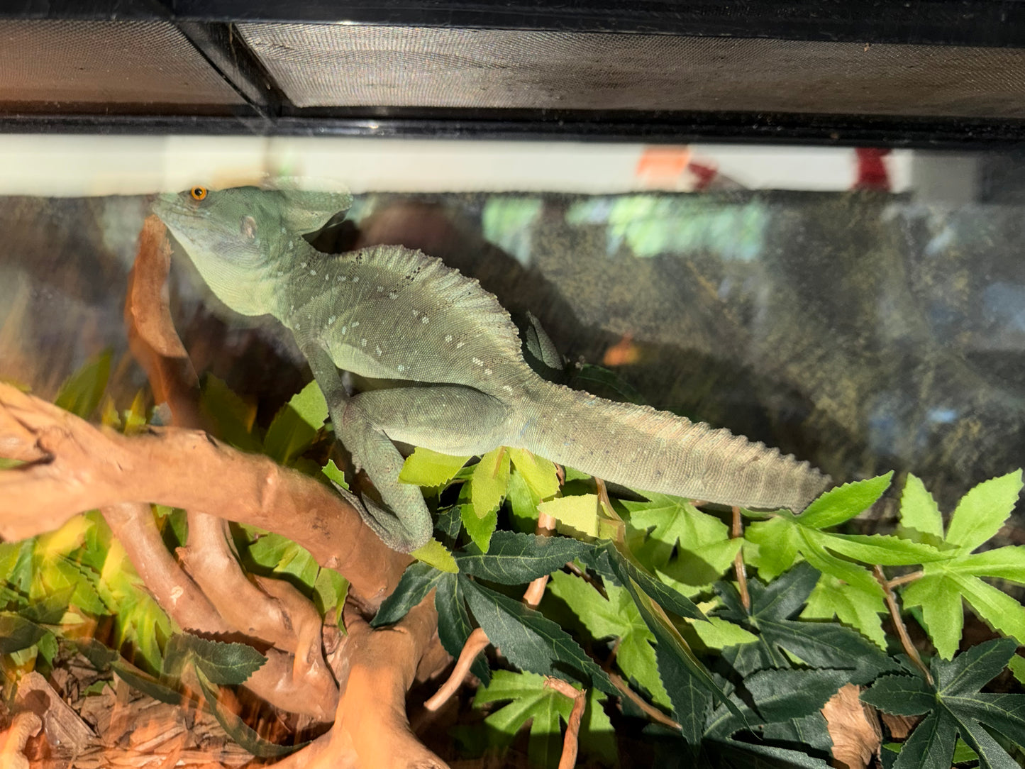 CB green basilisks - More Lizards