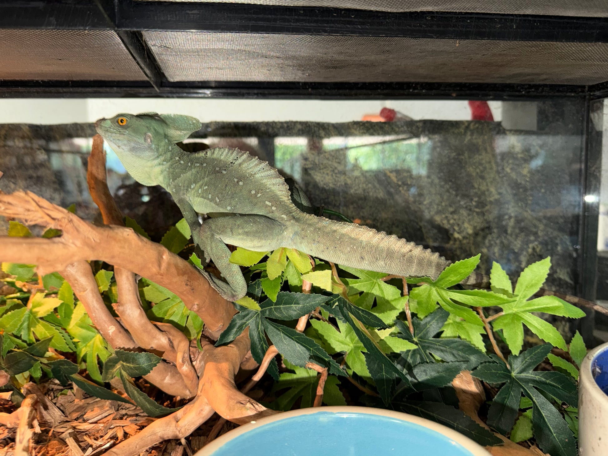 CB green basilisks - More Lizards