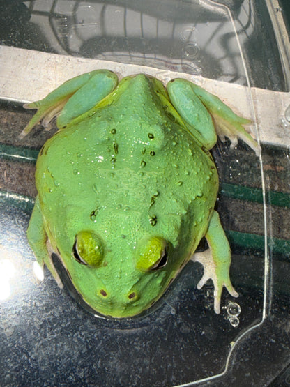 New radiant blue Pacman - Pacman Frogs