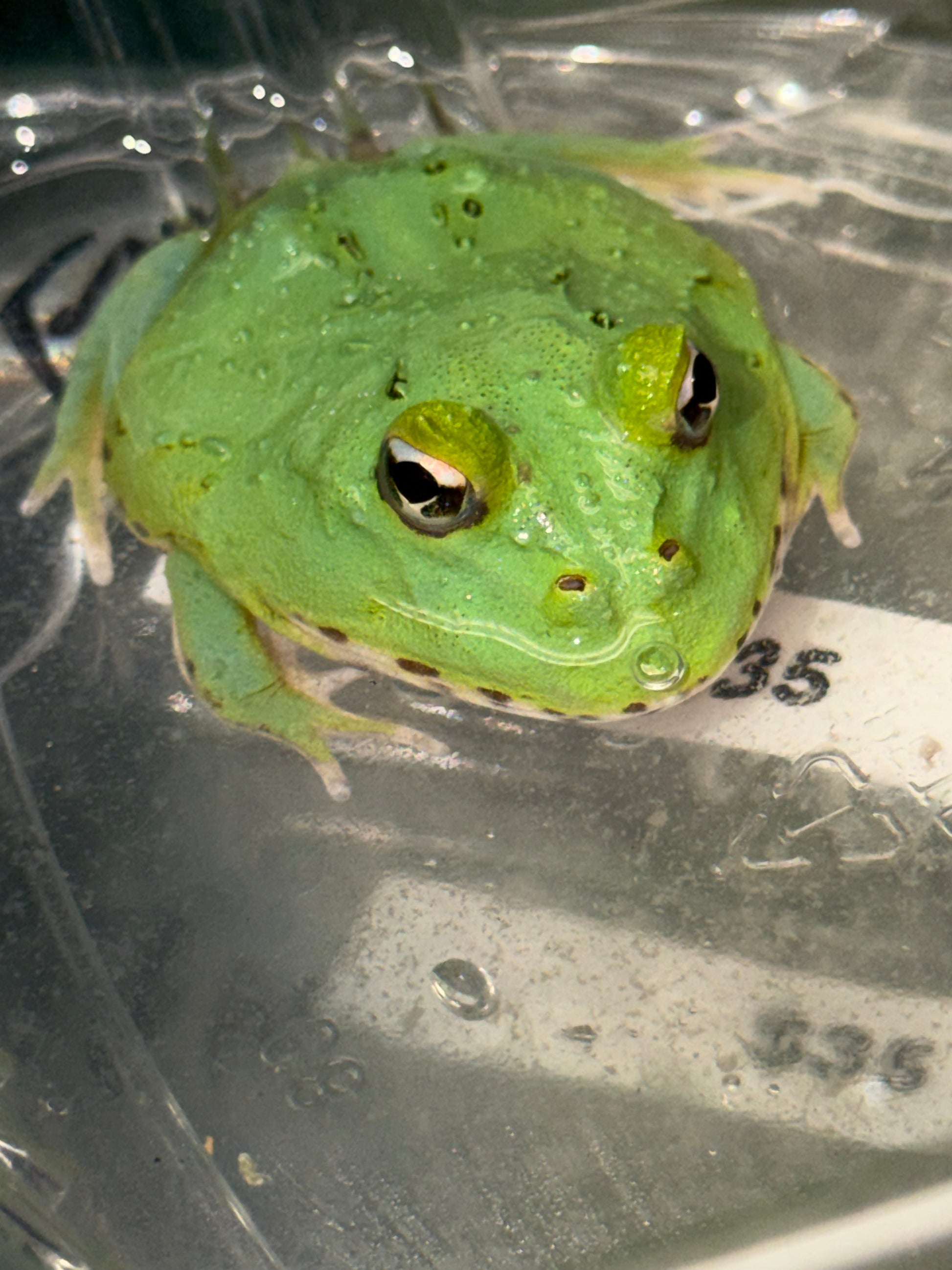 New radiant blue Pacman - Pacman Frogs