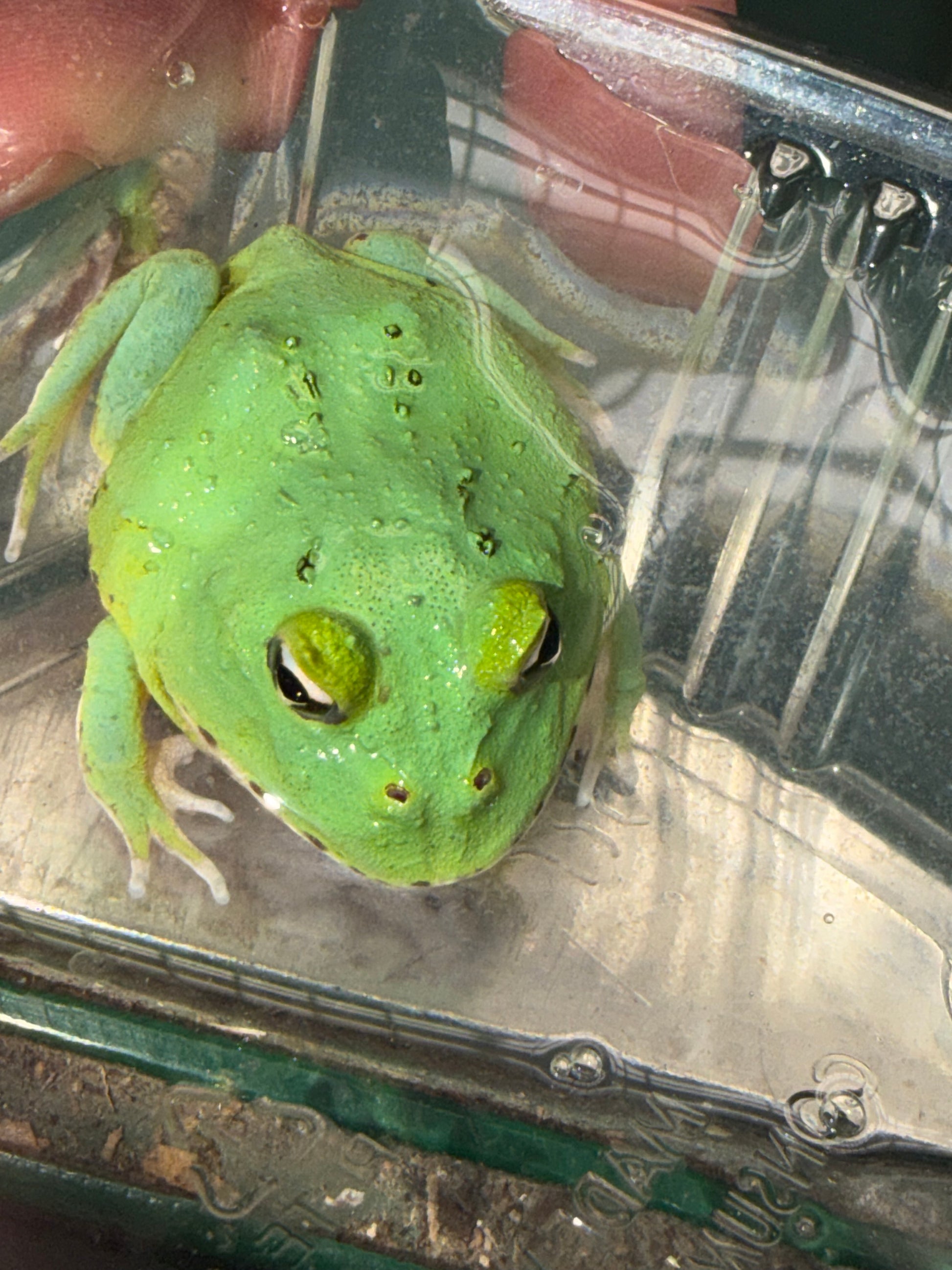 New radiant blue Pacman - Pacman Frogs