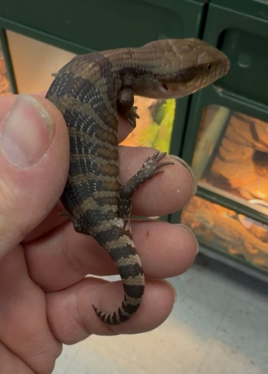 Northern x eastern - Other Blue-Tongued Skinks