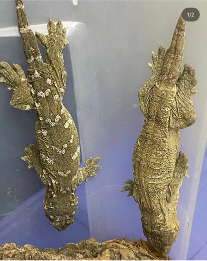 High color GT cross - Leachianus Geckos