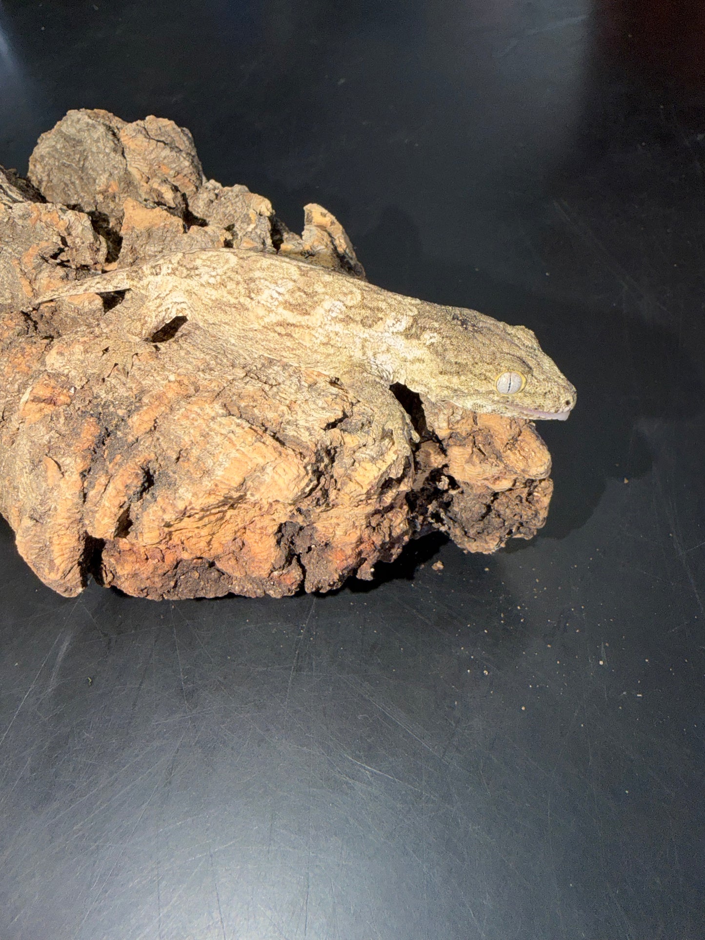 High color GT cross - Leachianus Geckos