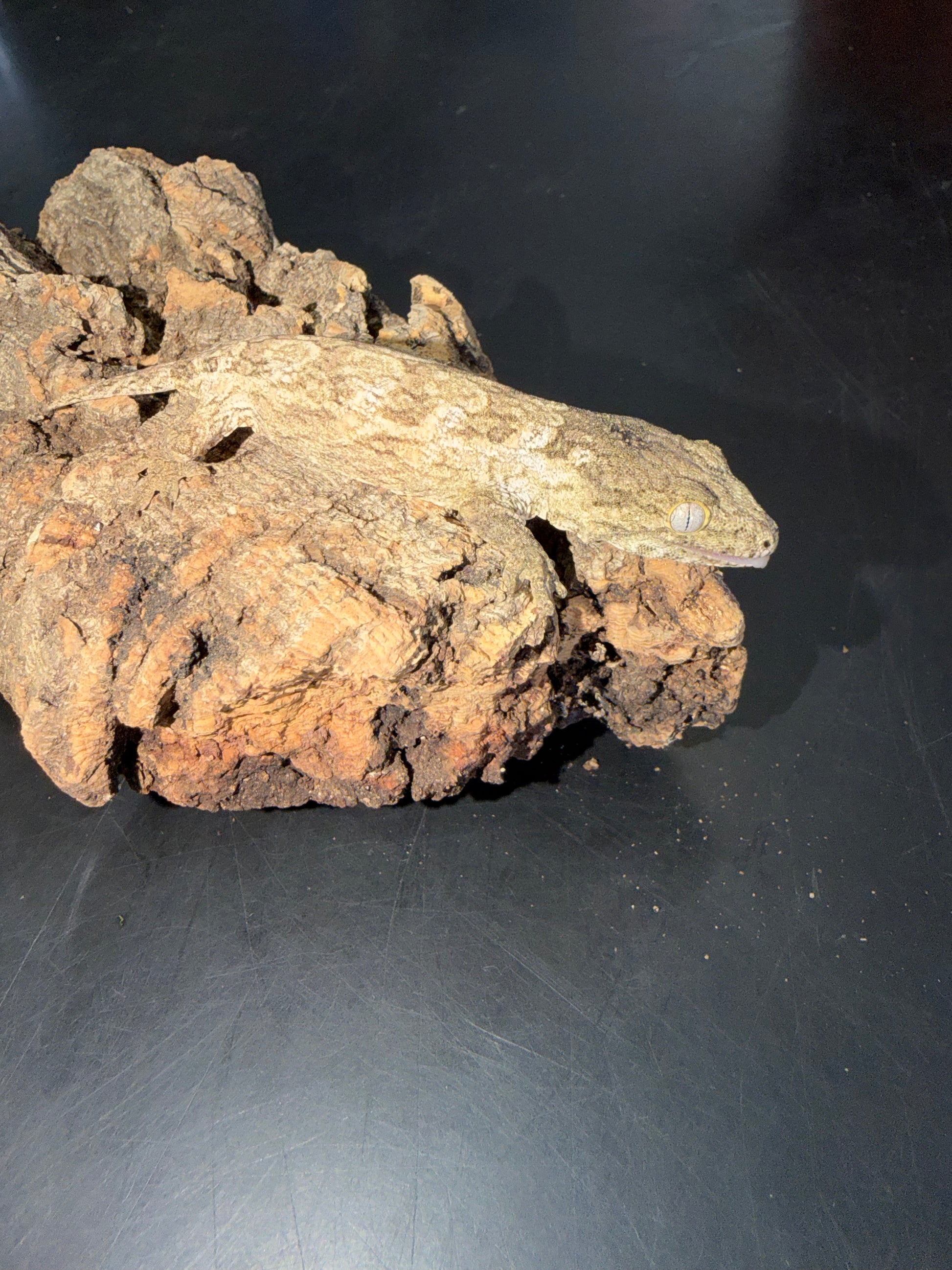 High color GT cross - Leachianus Geckos