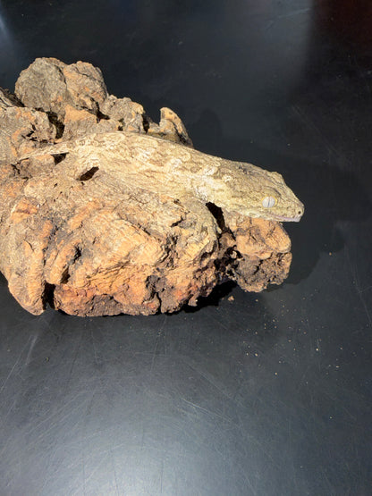 High color GT cross - Leachianus Geckos
