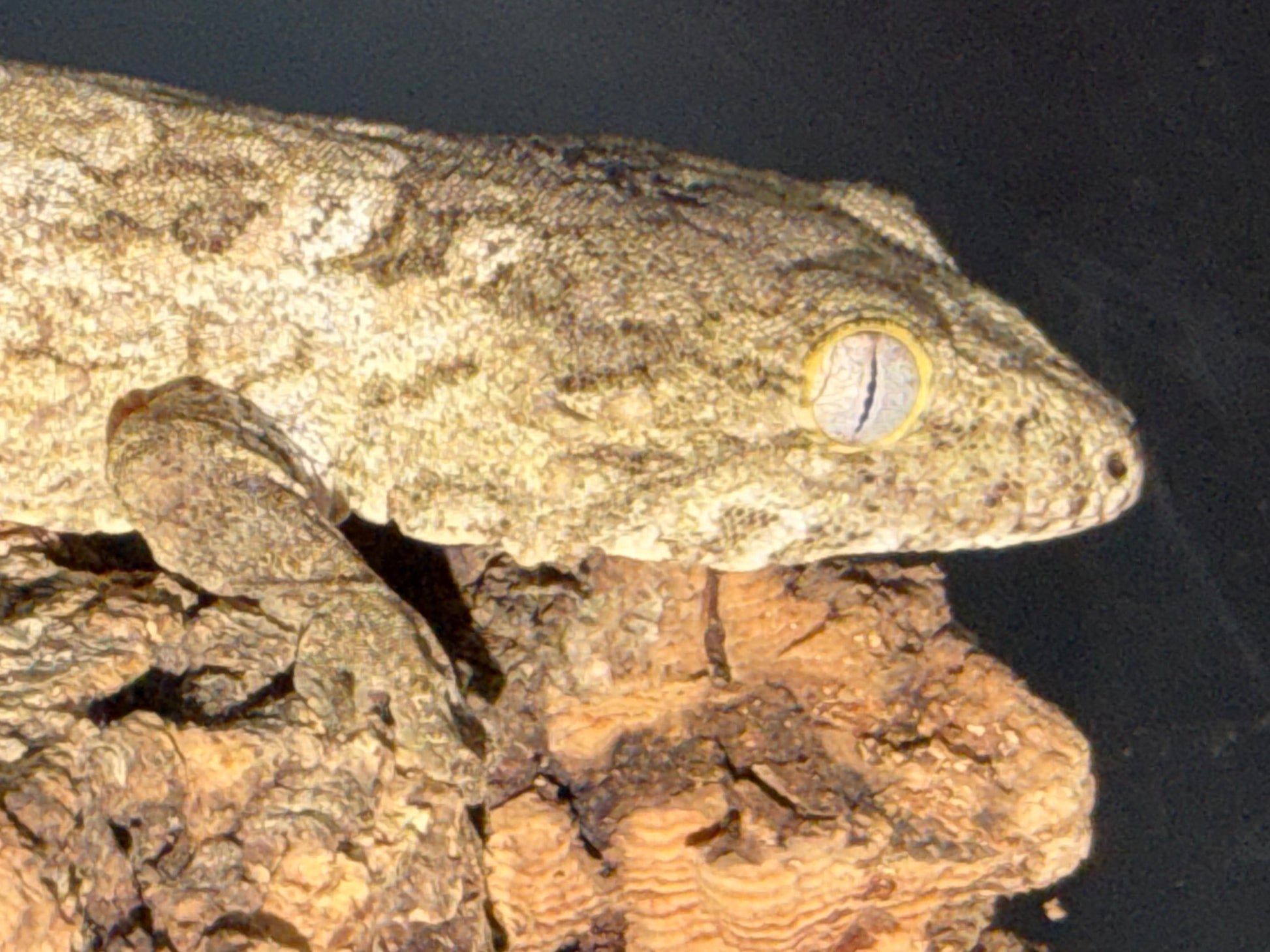 High color GT cross - Leachianus Geckos