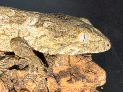 High color GT cross - Leachianus Geckos