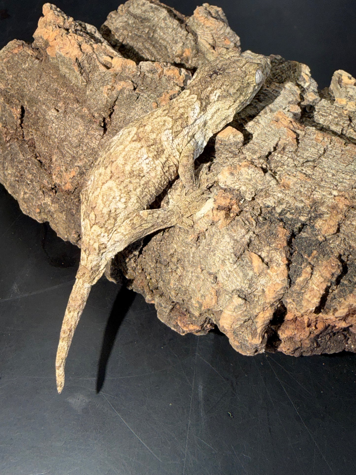 High color GT cross - Leachianus Geckos
