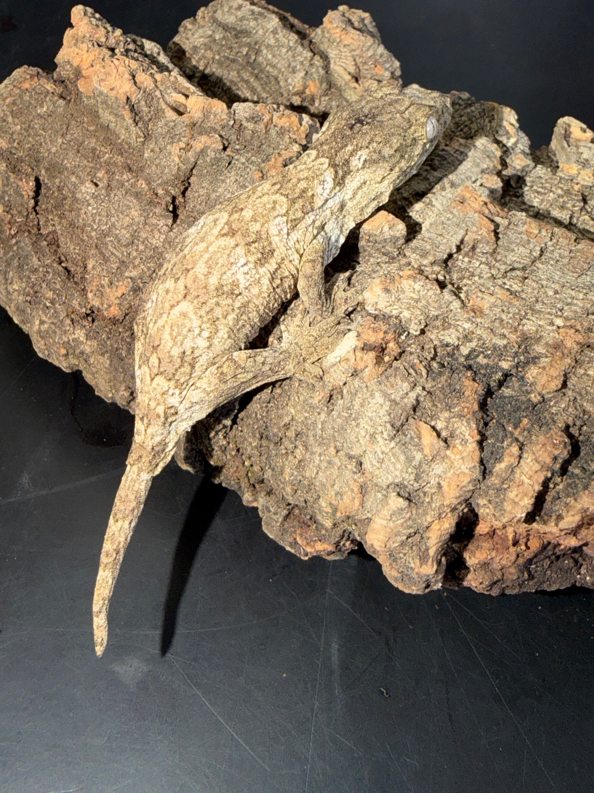High color GT cross - Leachianus Geckos