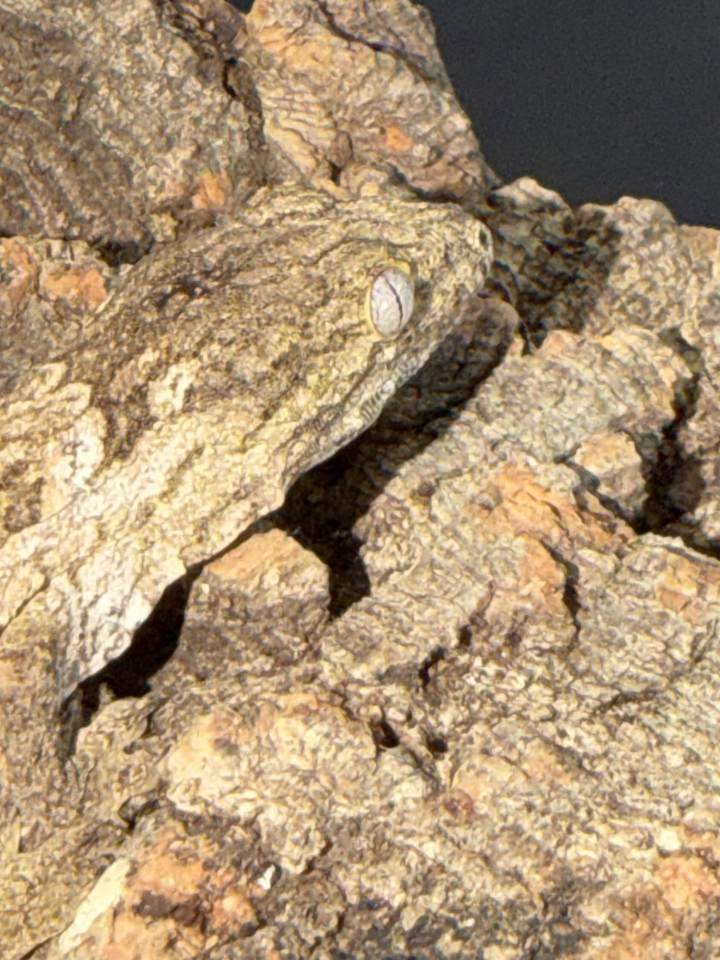 High color GT cross - Leachianus Geckos