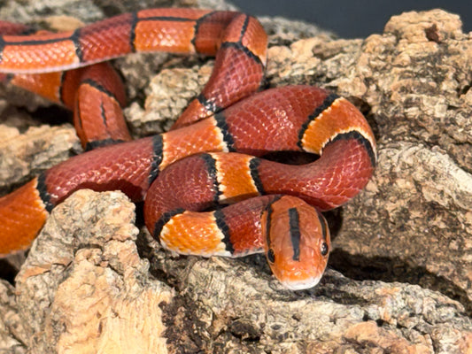 Latacincta - Bamboo Rat Snakes