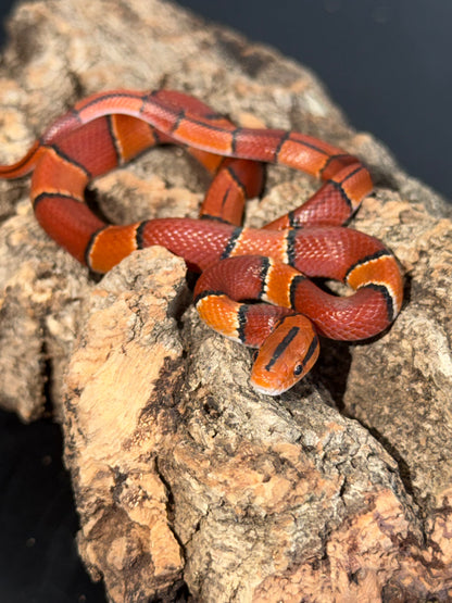 Latacincta - Bamboo Rat Snakes
