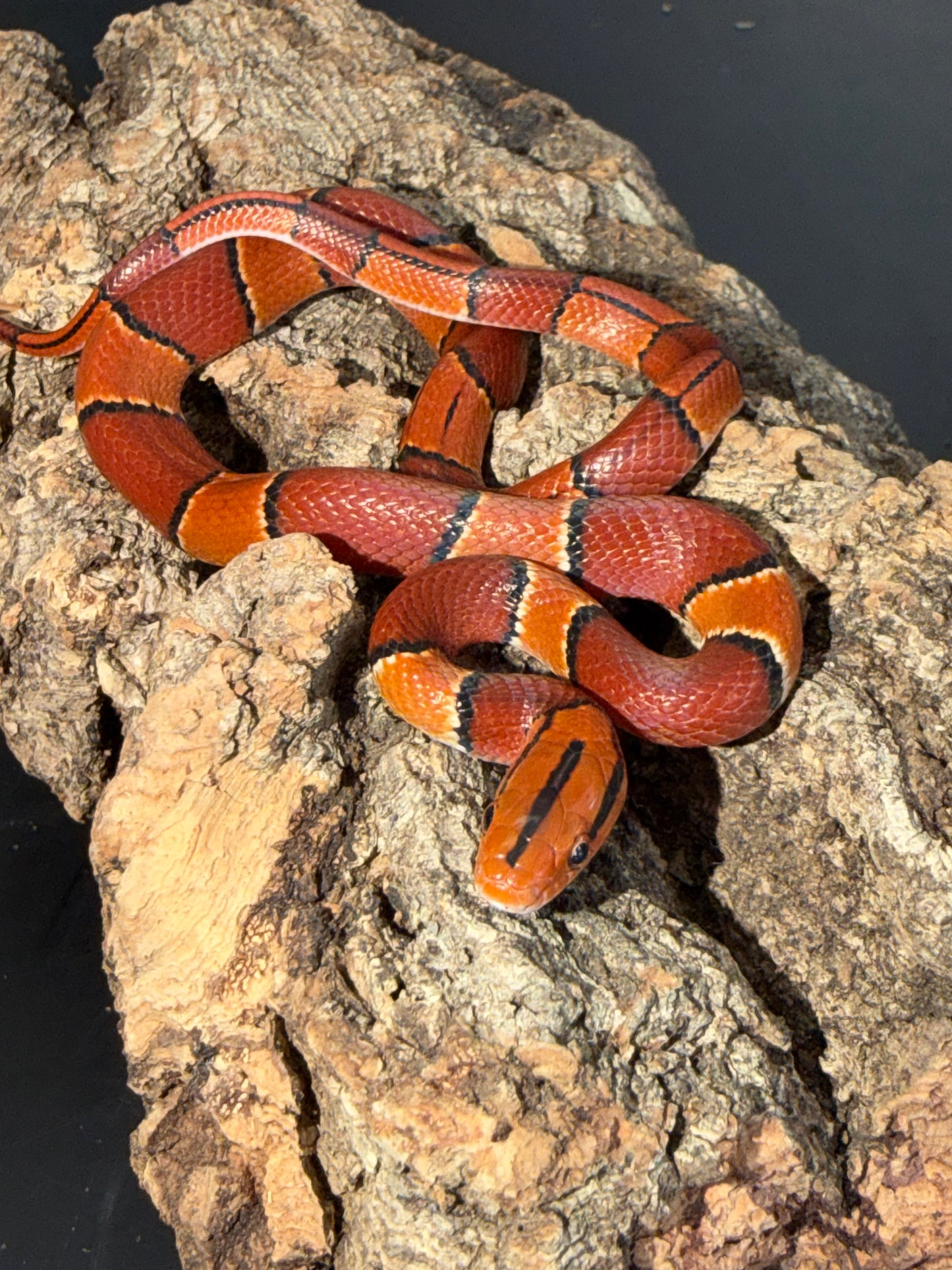 Latacincta - Bamboo Rat Snakes