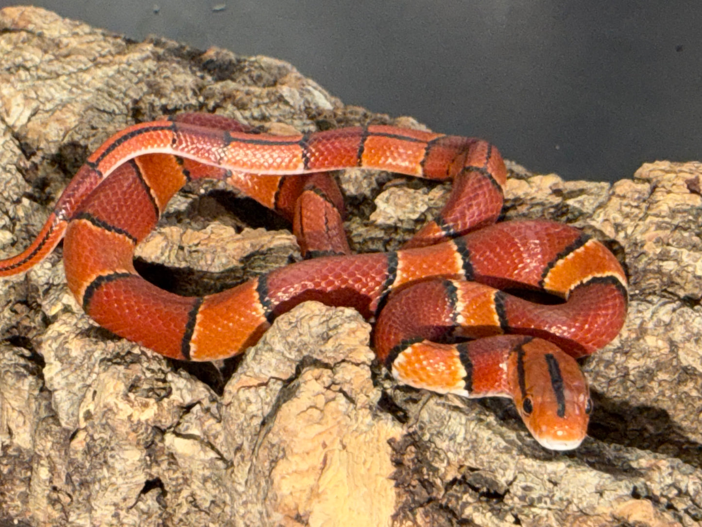 Latacincta - Bamboo Rat Snakes