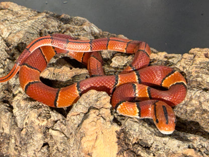Latacincta - Bamboo Rat Snakes